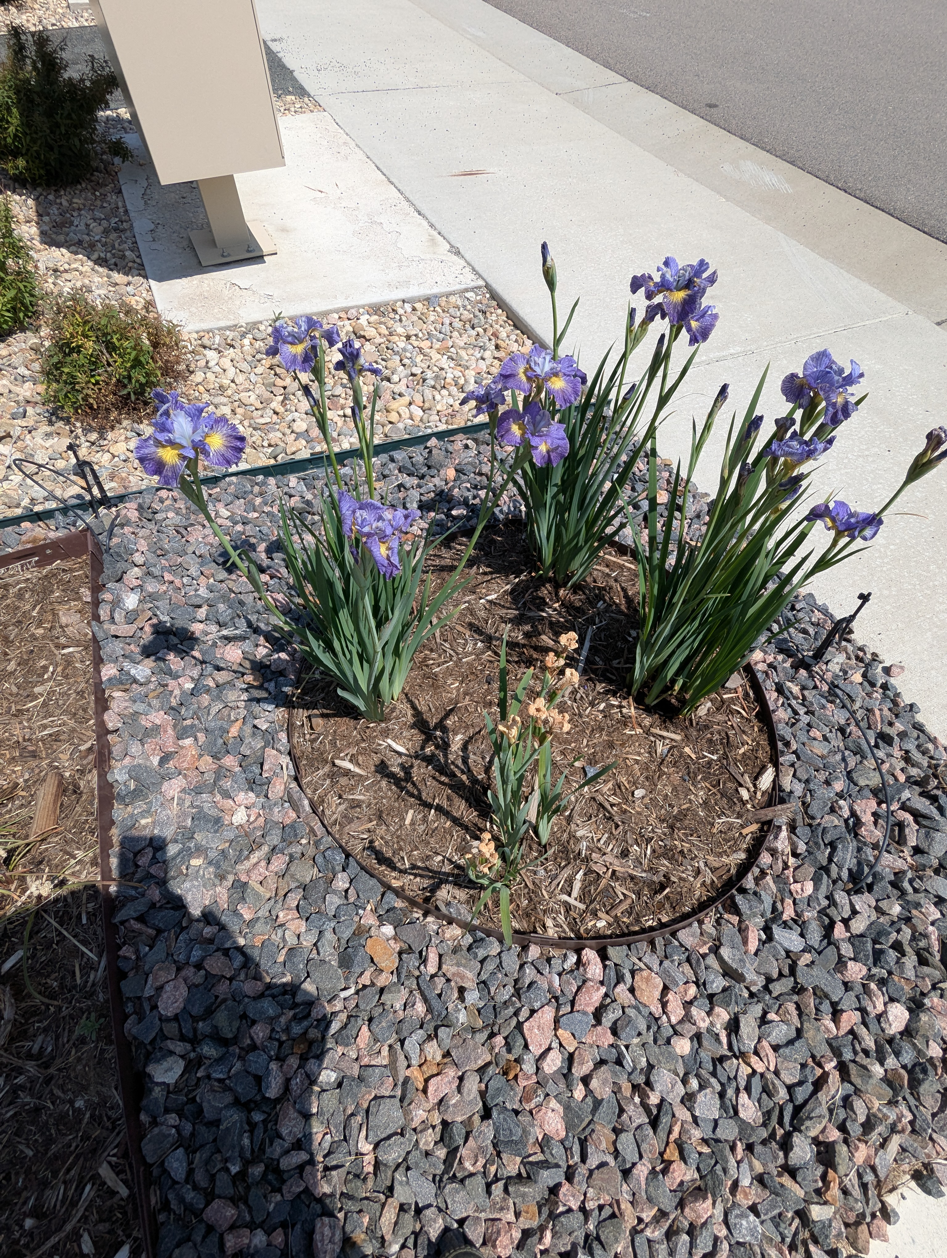 Garden, Flowers, Morrison, Colorado